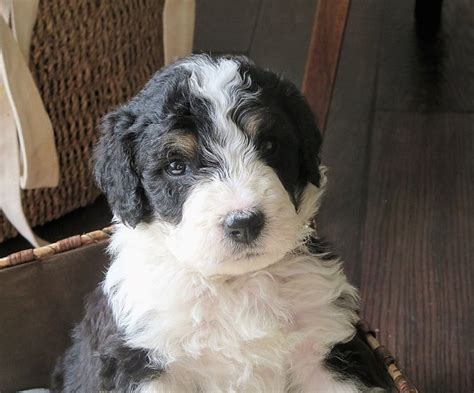  Maybe you are already getting your Bernedoodle, or trying to decide if it is the right breed for you